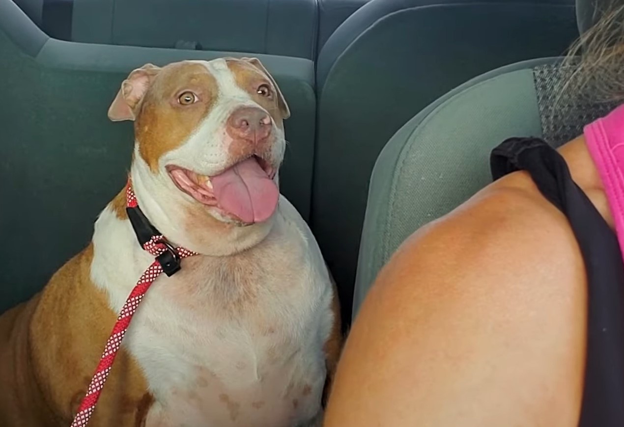 huge pit bull in the car