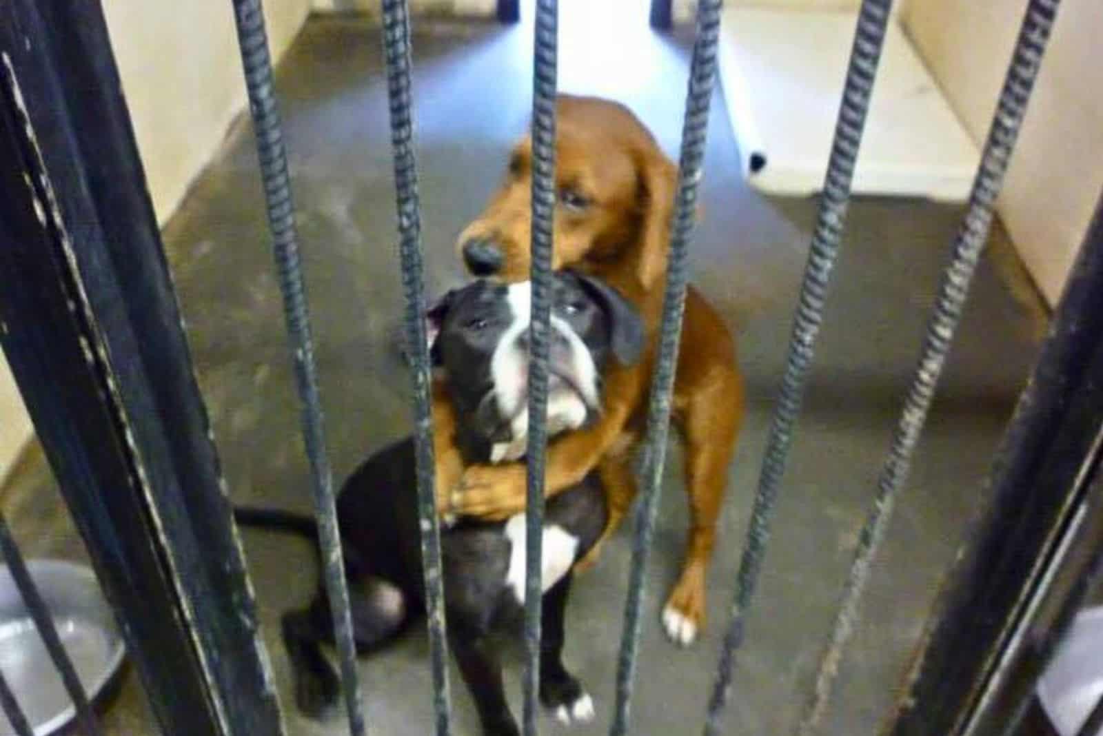 These Beautiful Dogs Were Almost Euthanized But Got A New Chance Because Of A Hugging Picture