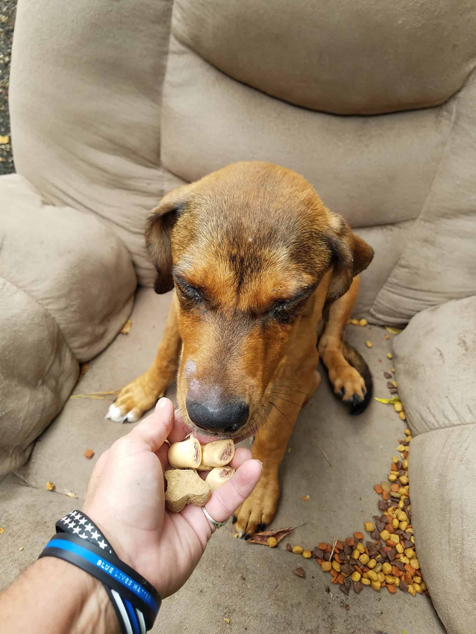 human feeding abandoned puppy