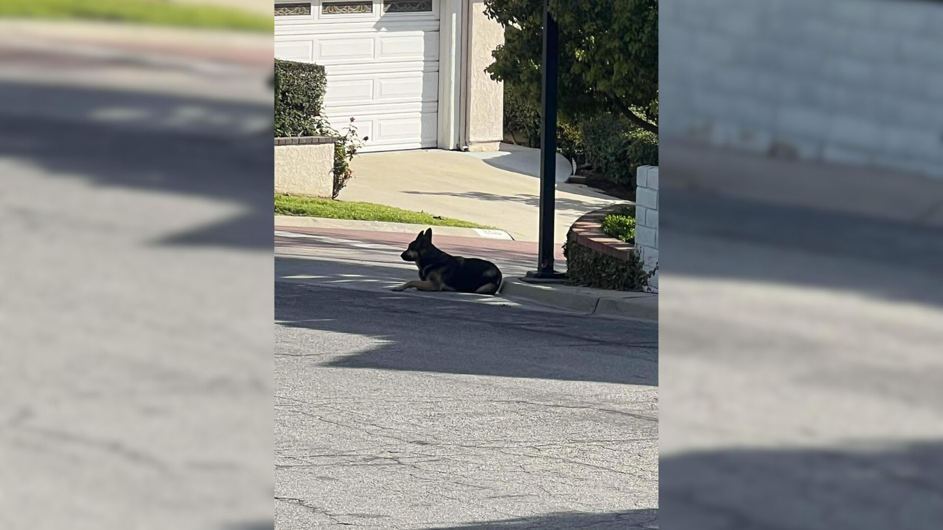 Abandoned Dog Stays By The Corner Where She Was Left, Hoping Her Owner Would Return