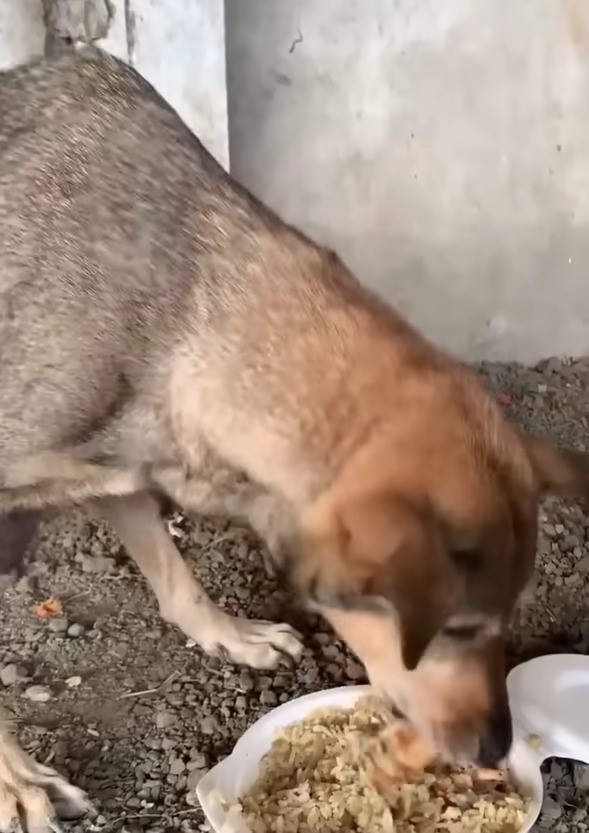 hungry dog eating