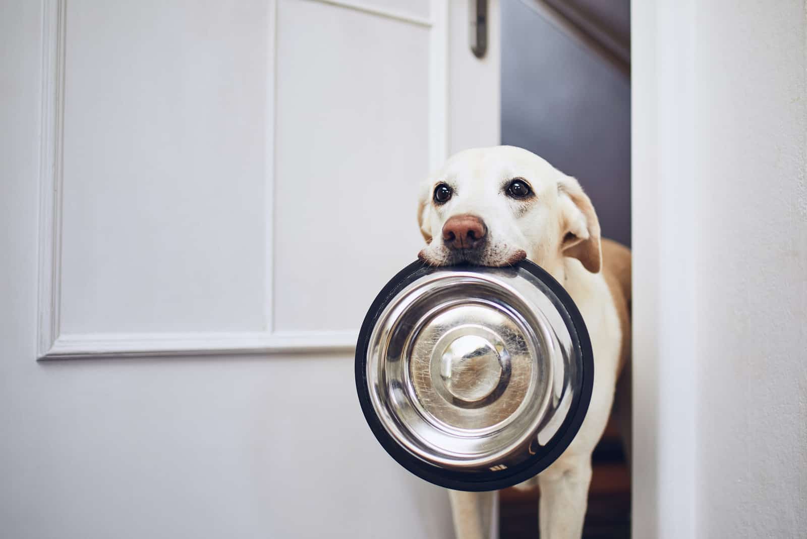 Hungry dog with sad eyes is waiting for feeding