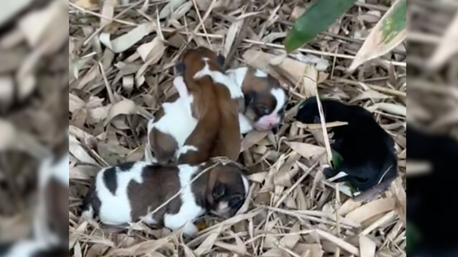 Man Discovers A Shocking Surprise On A Pile Of Leaves In The Woods