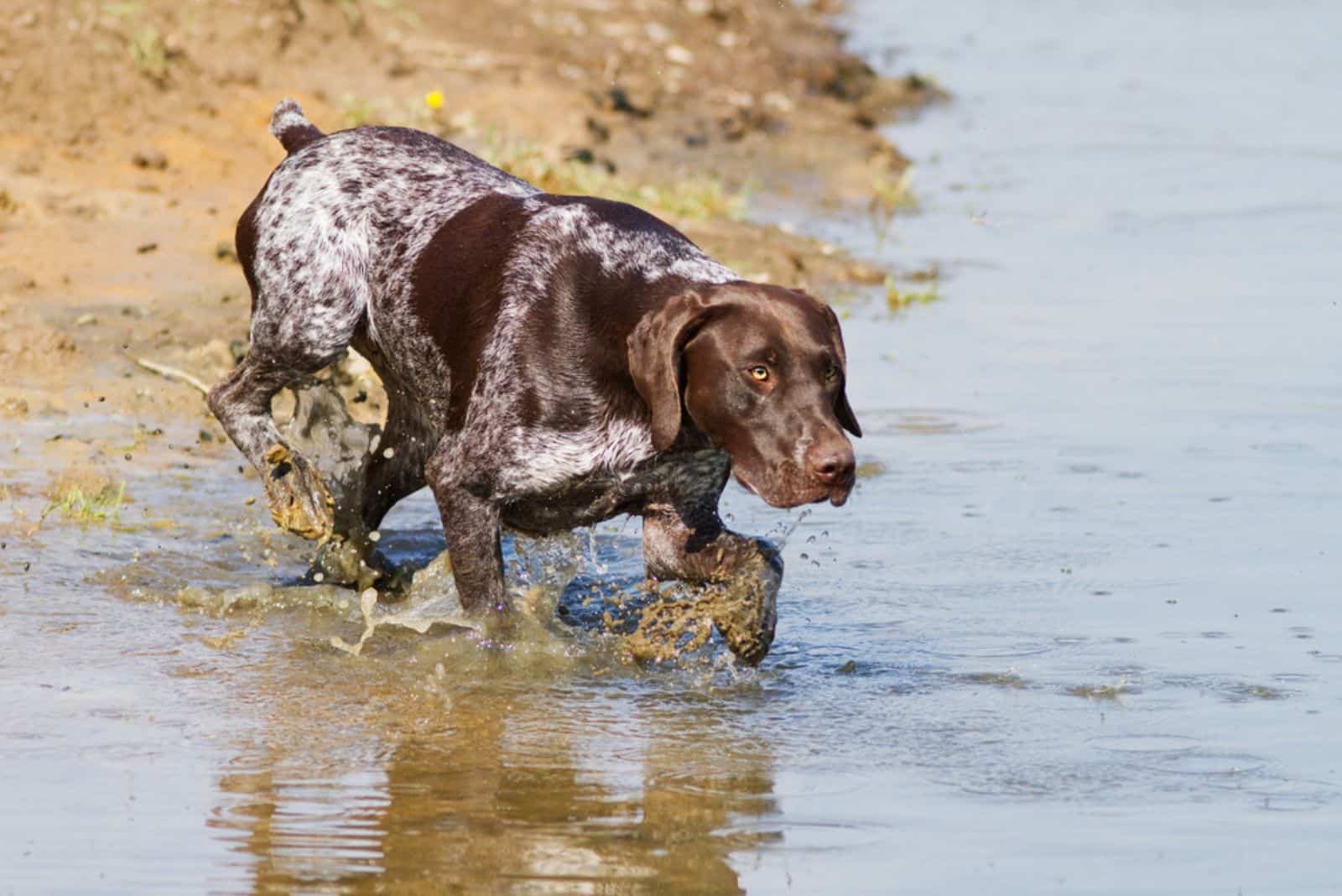 Hunting dog in the water