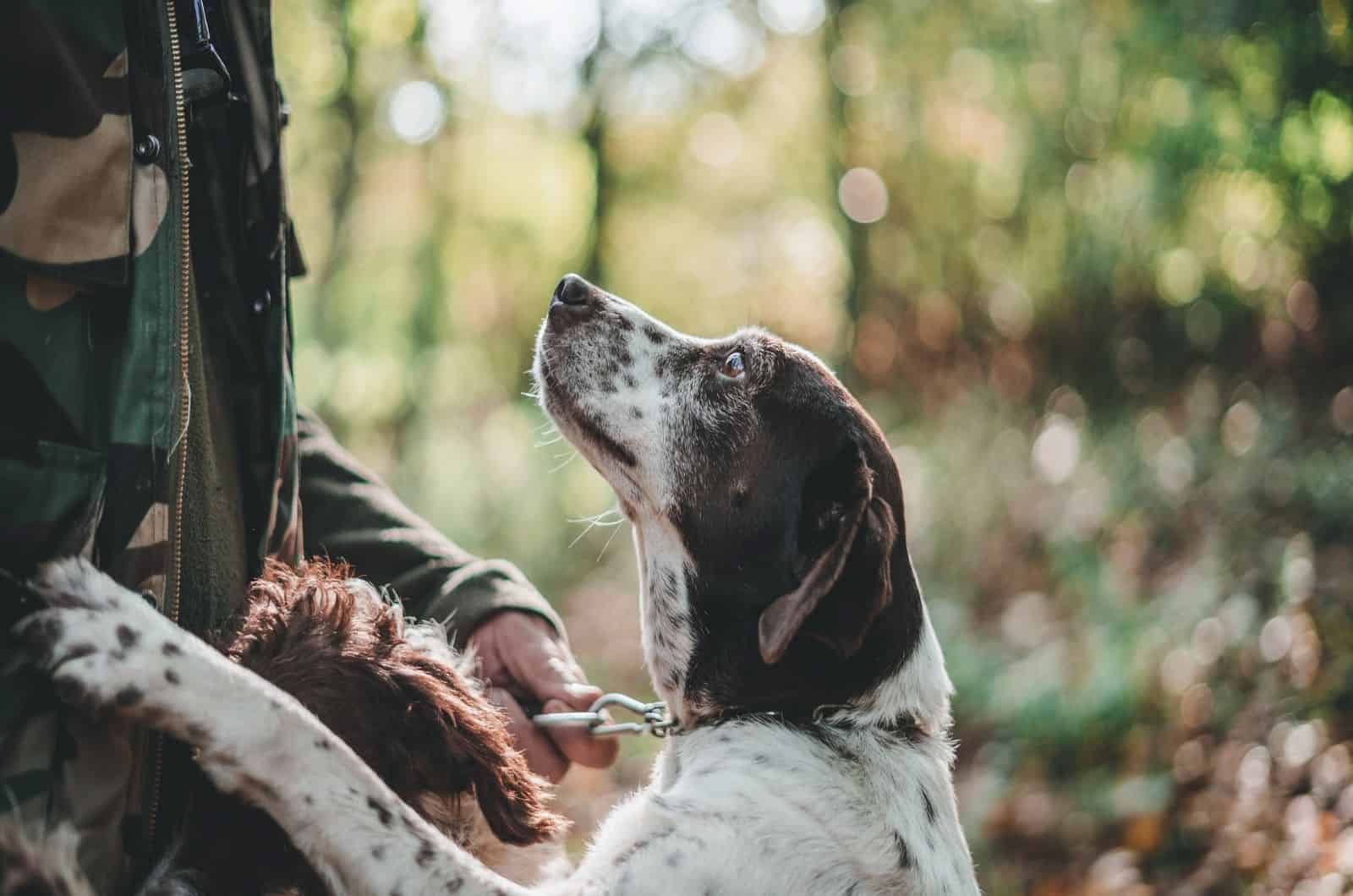 hunting dog looking at its owner