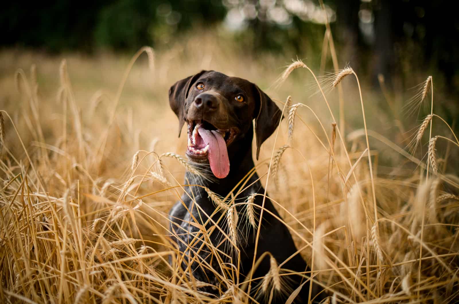 hunting dog with its tongue out