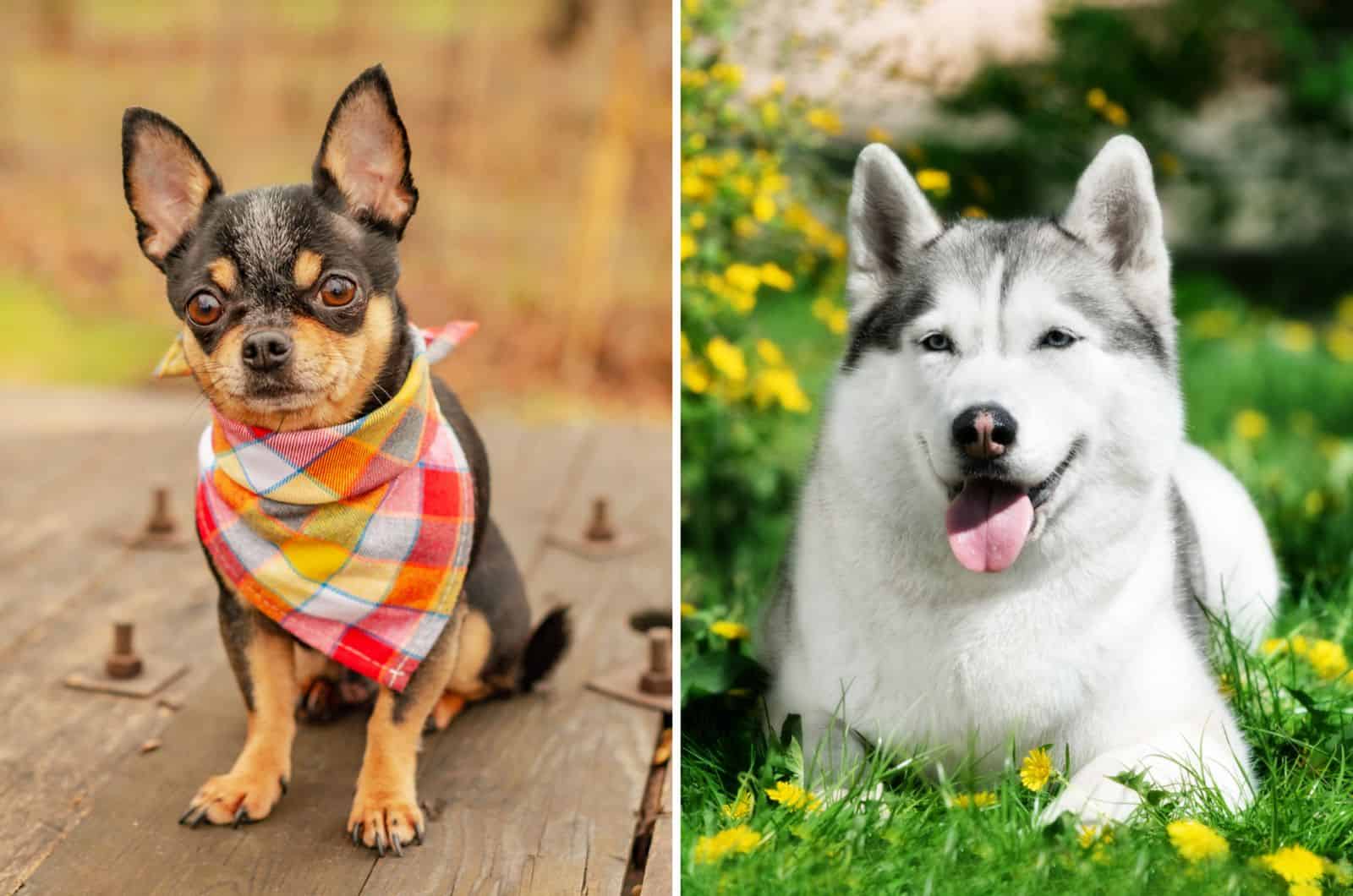 husky and chihuahua