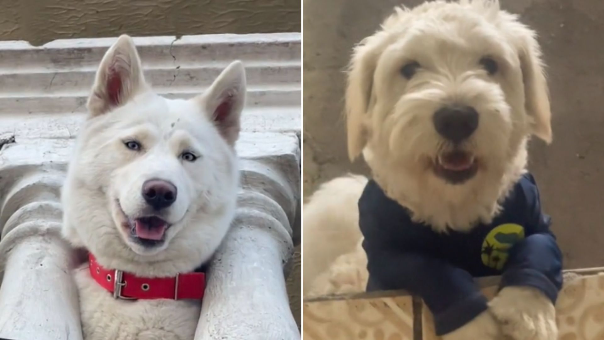 husky and jack russel dog