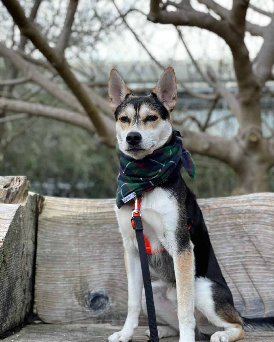 husky chihuahua mix wearing a bandana