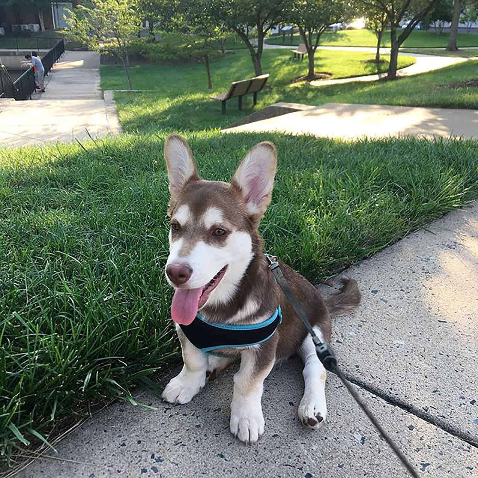 husky dachshund dog in the park