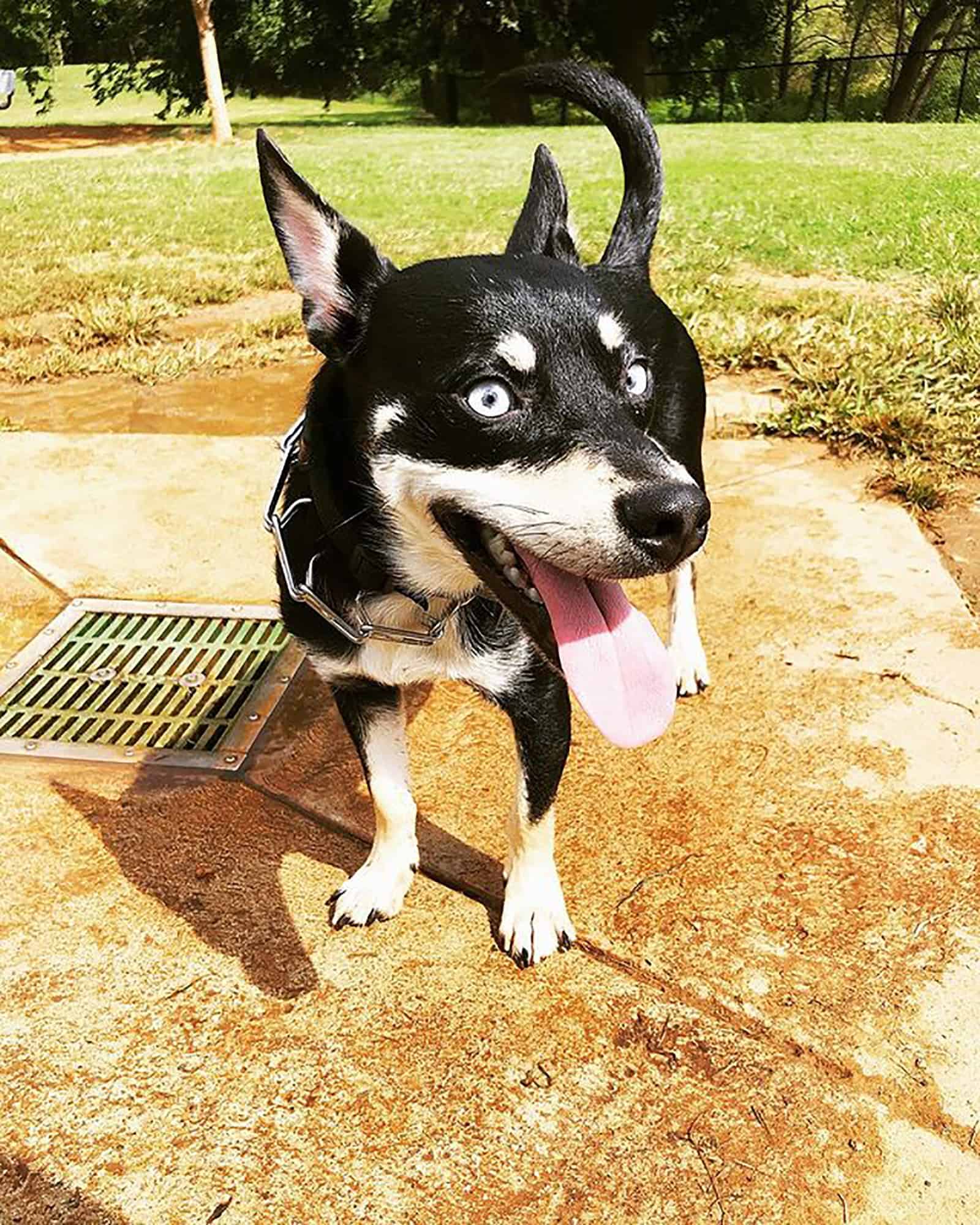 husky dachshund with his tongue out in the backyard