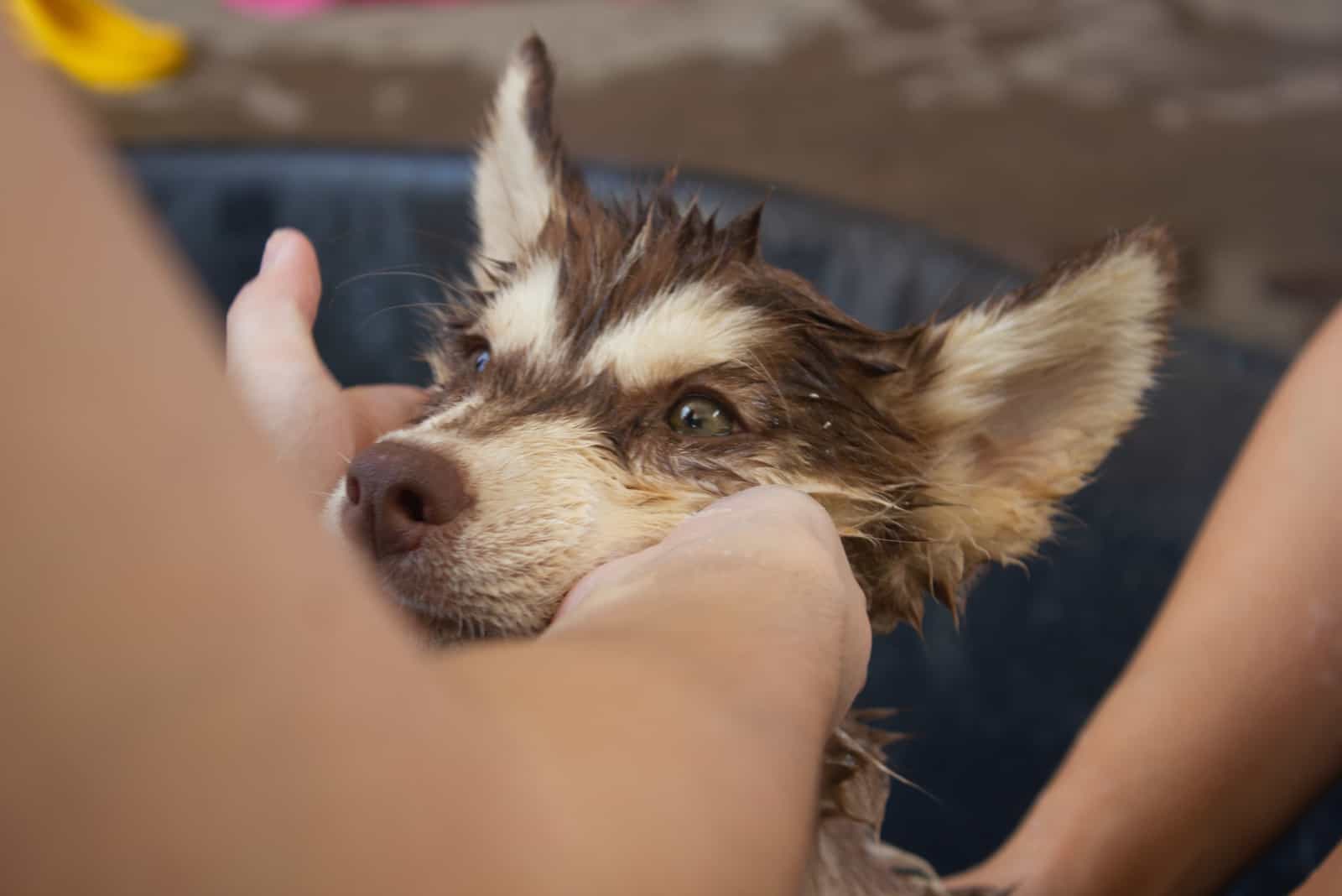 husky dog taking shower