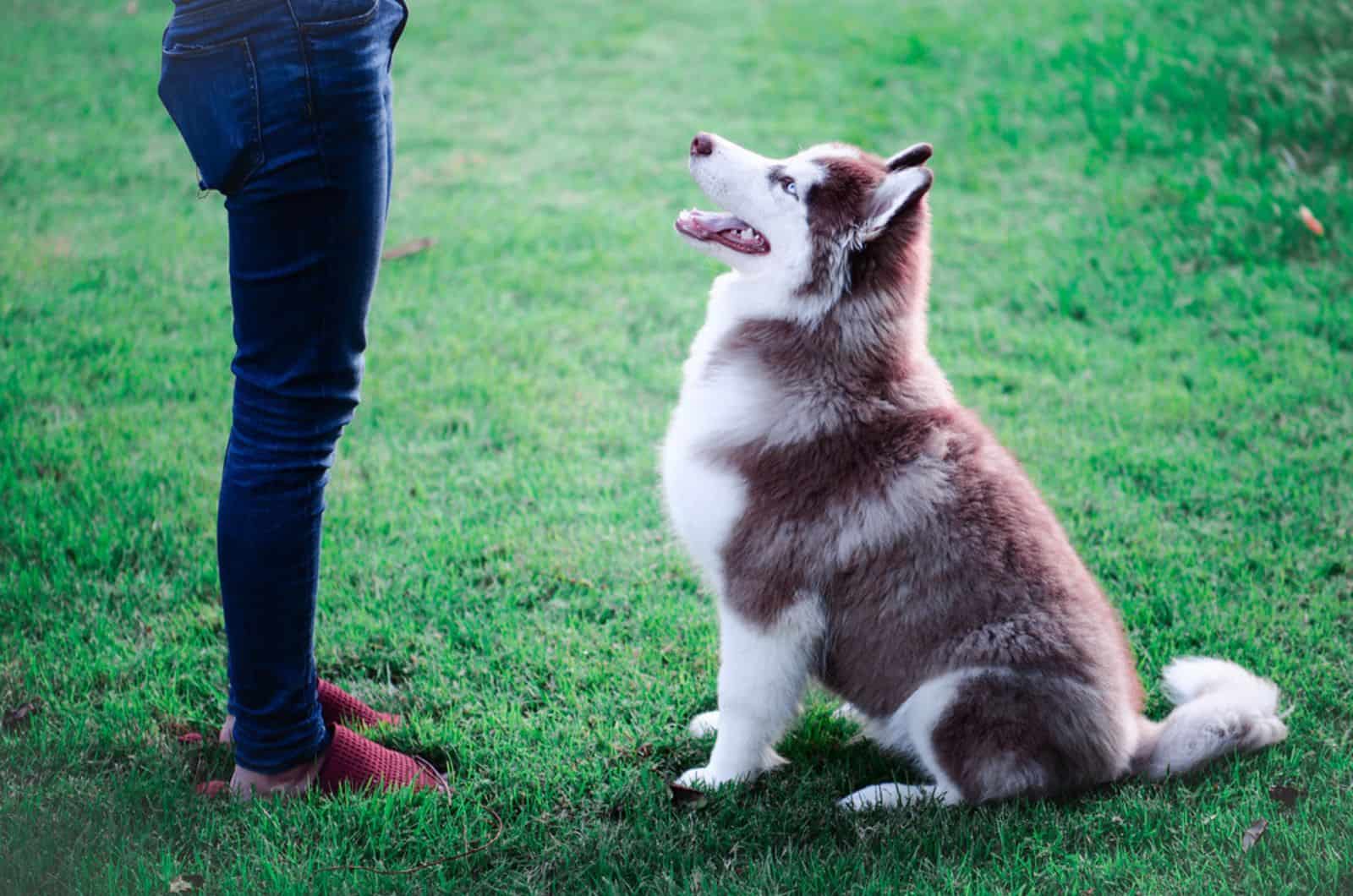 husky dog sitting in front of his owner