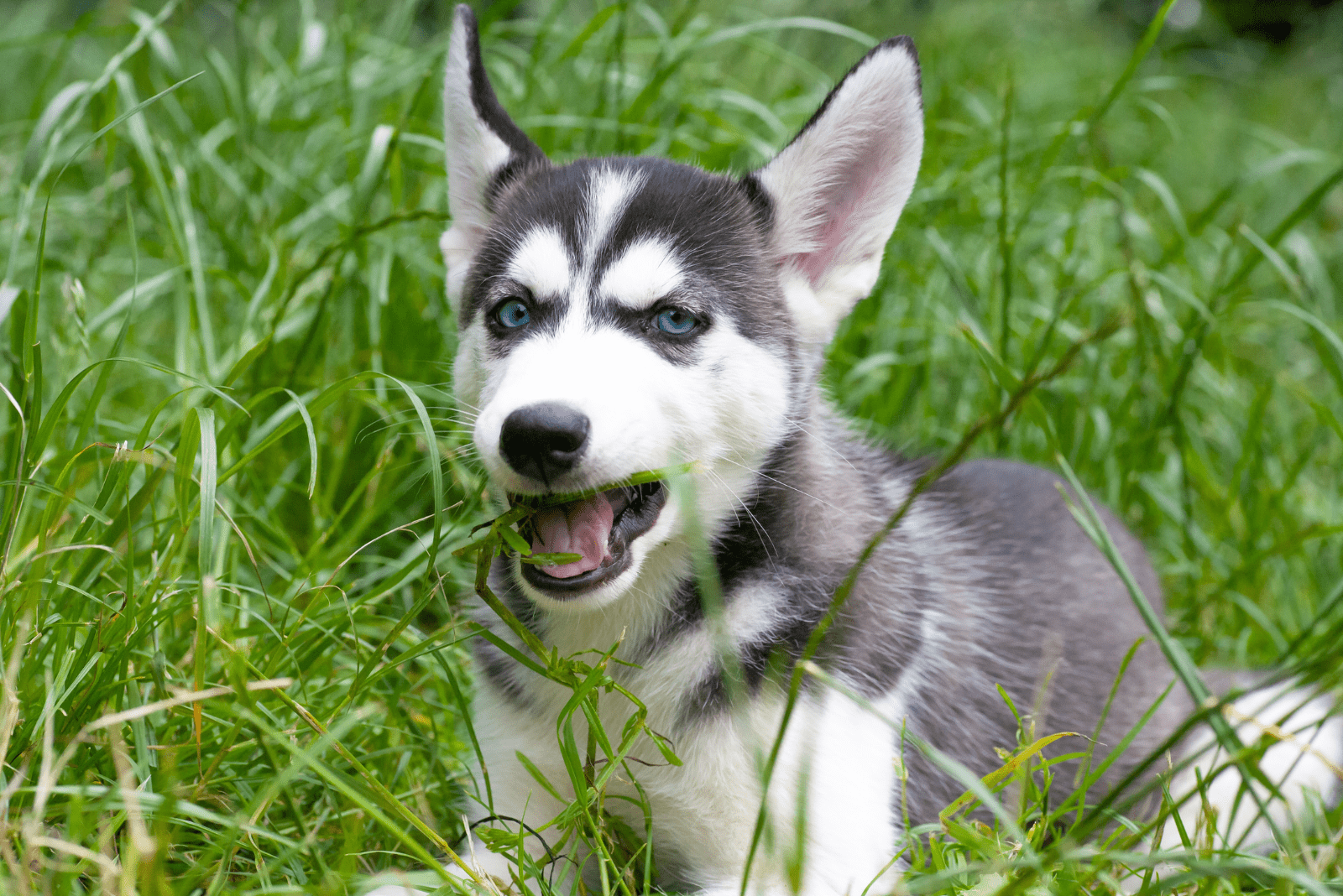 Husky eats grass