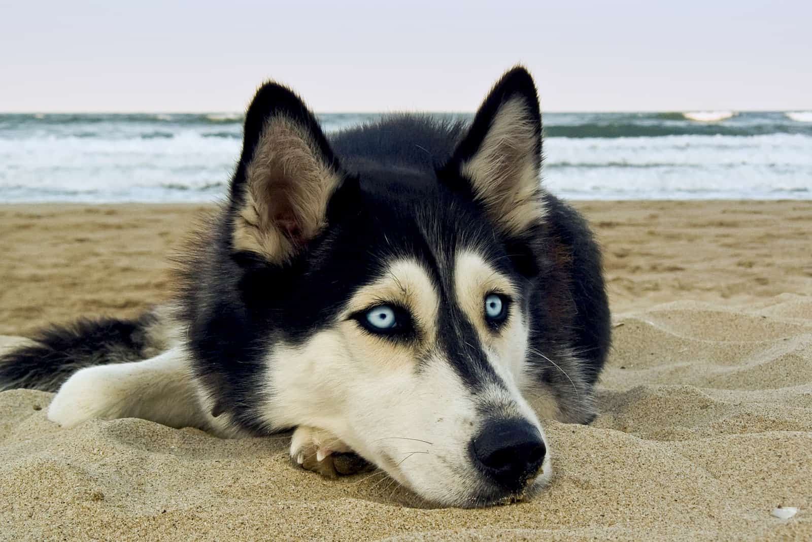 Husky Eye Colors With Pictures: Can Their Eyes Change Color?