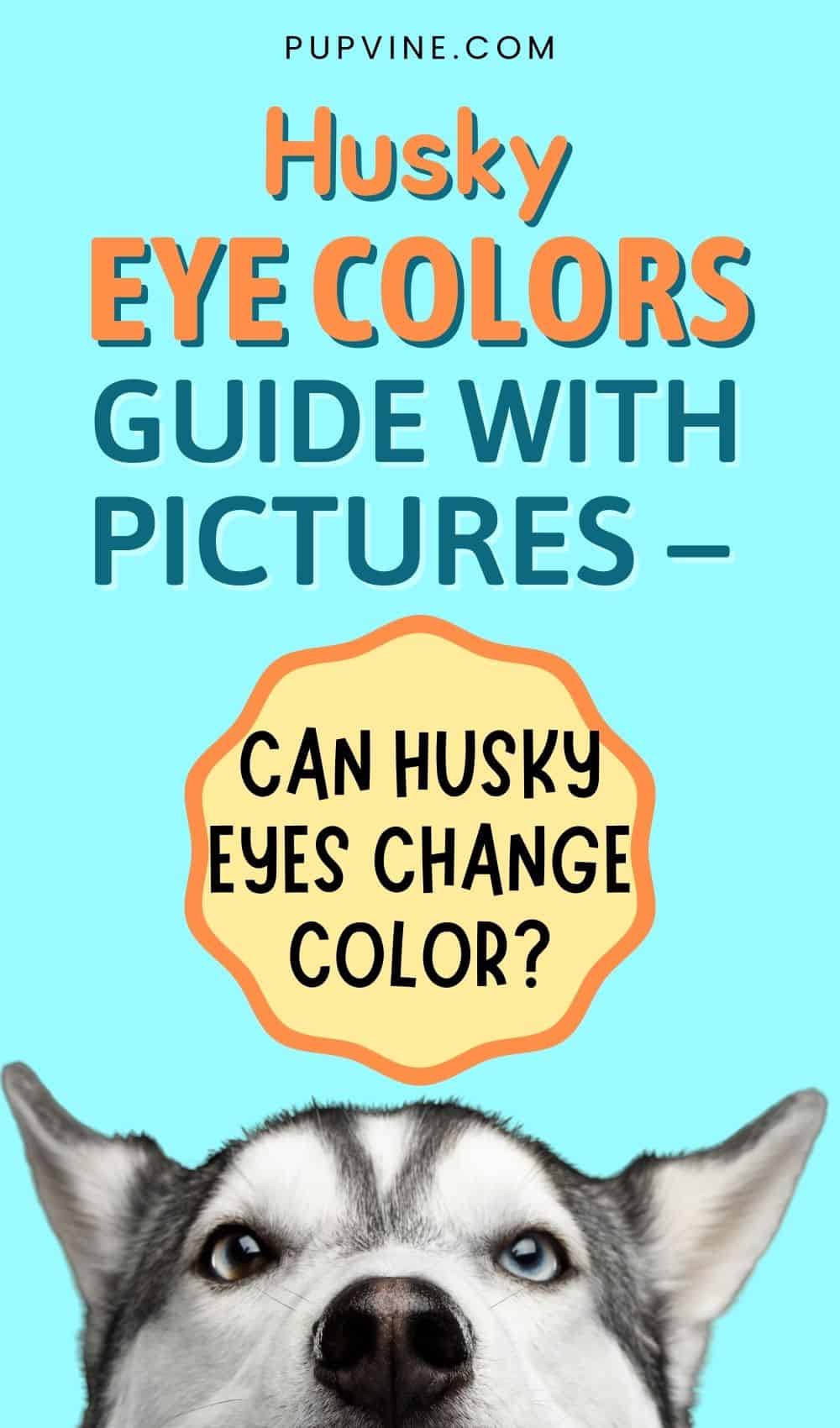 Husky Eye Colors Guide With Pictures – Can Husky Eyes Change Color?