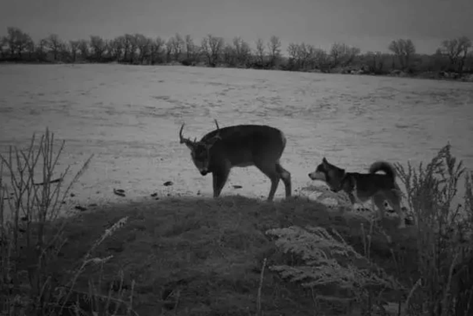 husky following the deer