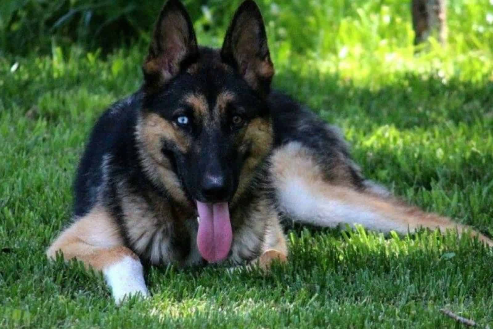 husky german shepherd mix - shepsky