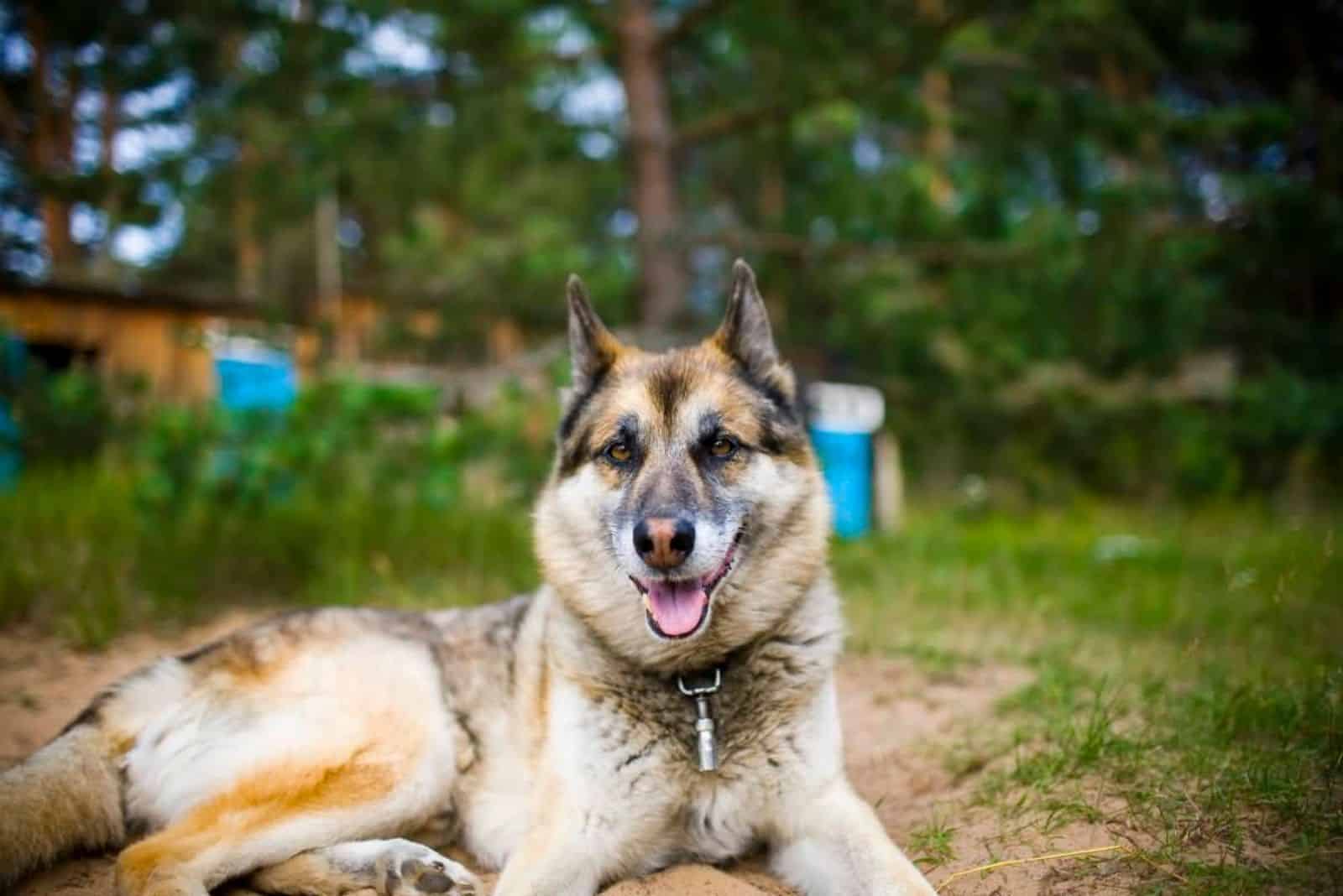 husky german shepherd mix