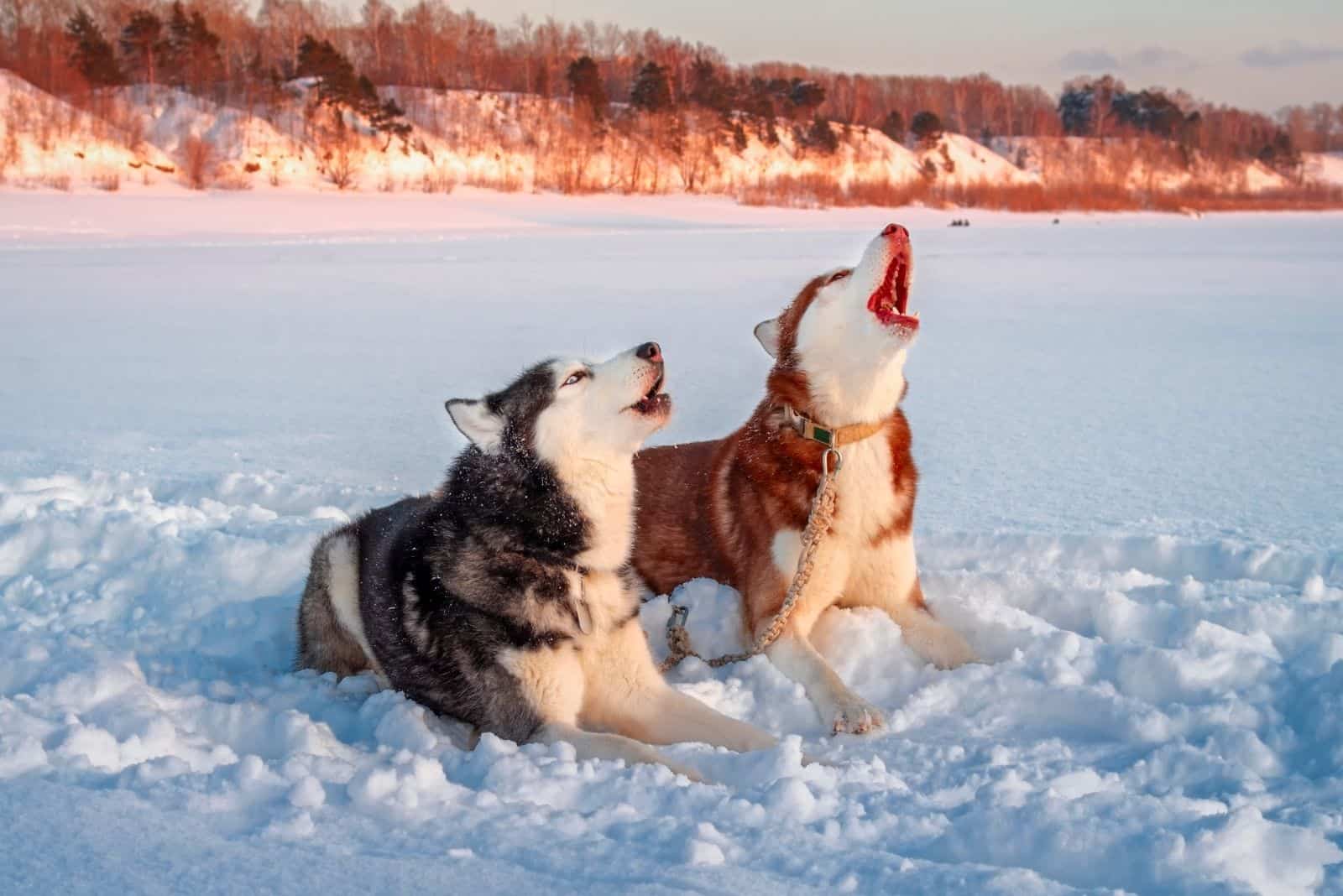 Husky Howling: Why Huskies Howl And What You Can Do About It