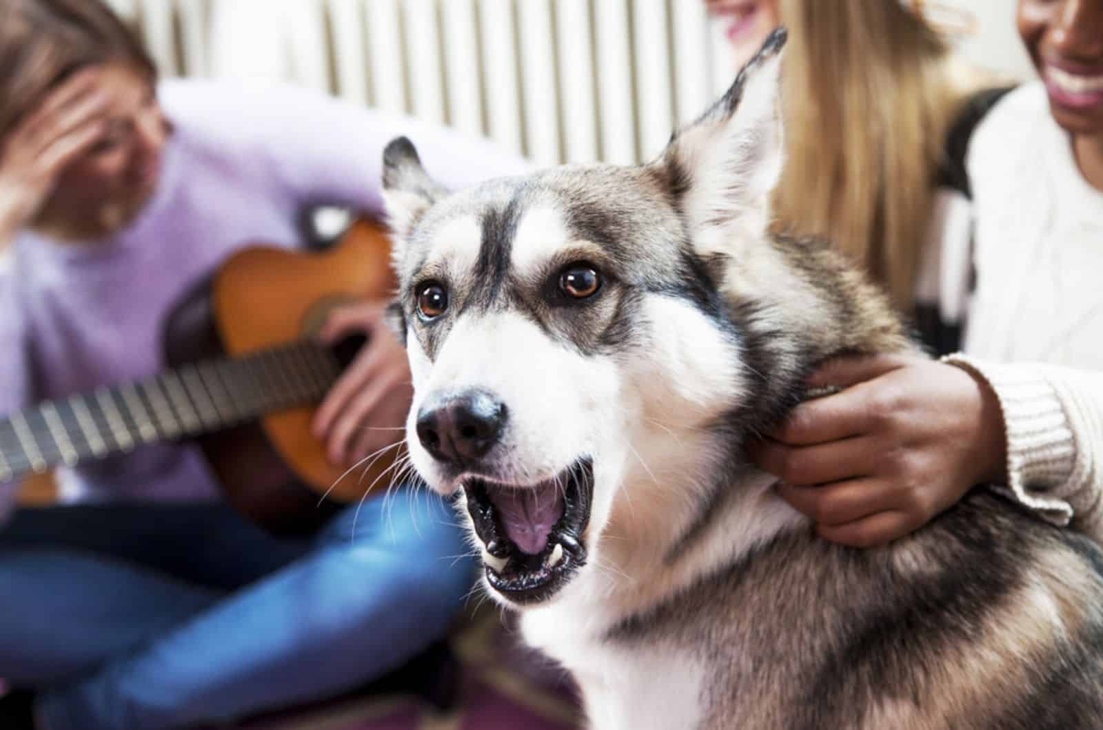 husky howling in room with friends