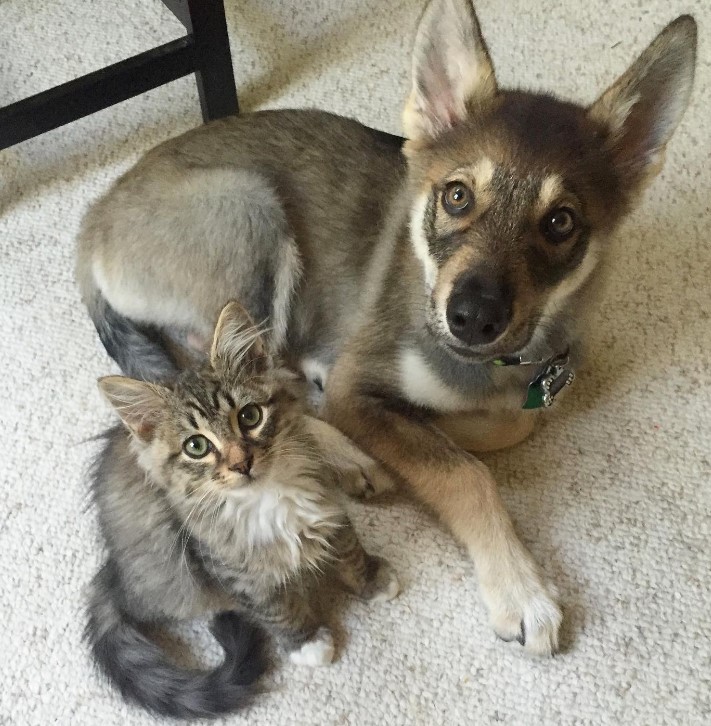 Husky is sitting on the floor with a cat next to him