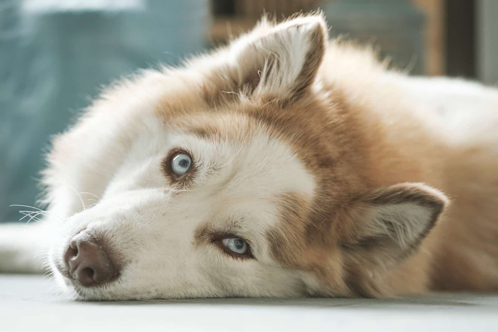 Husky lies on the floor and looks away