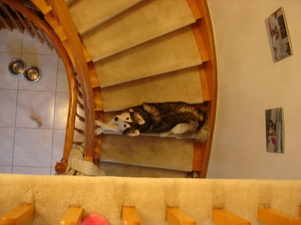 husky on stairs