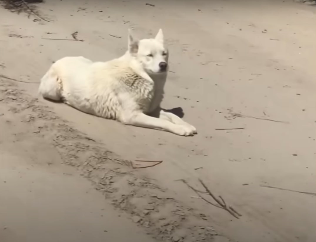 husky on the beach