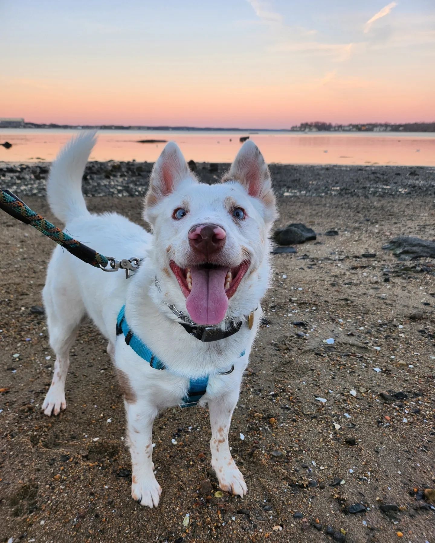 husky on the beach