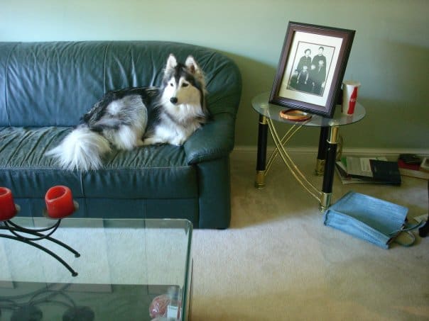 husky on the couch