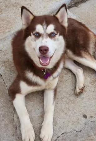 husky on the floor laying