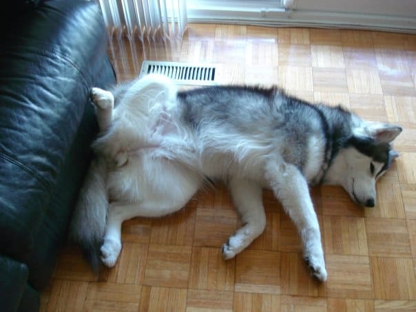 husky on the floor