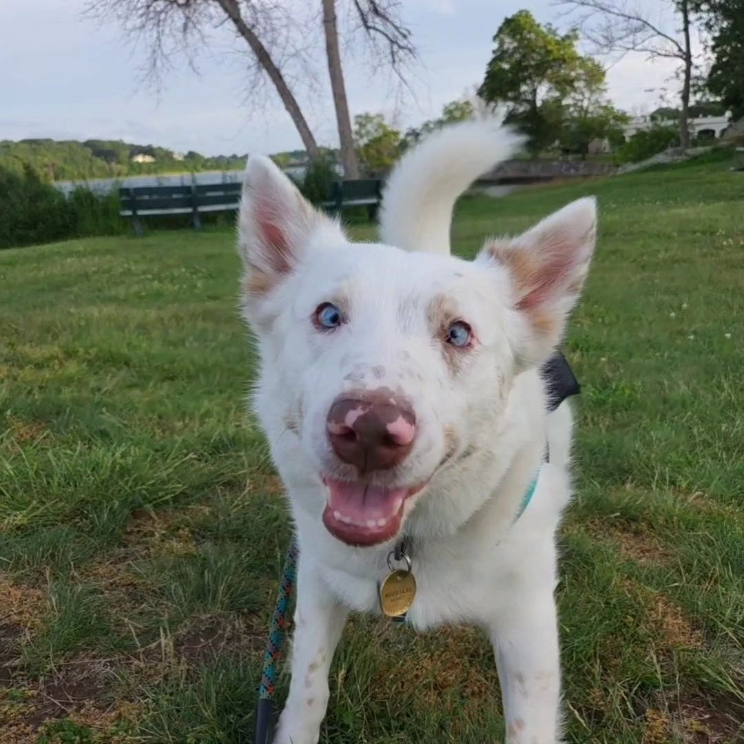 husky on the grass