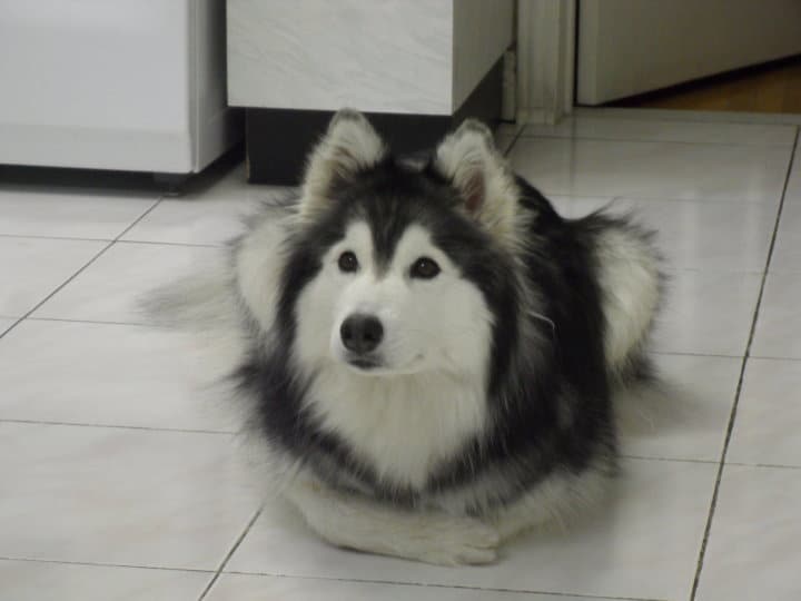 husky on the kitchen floor