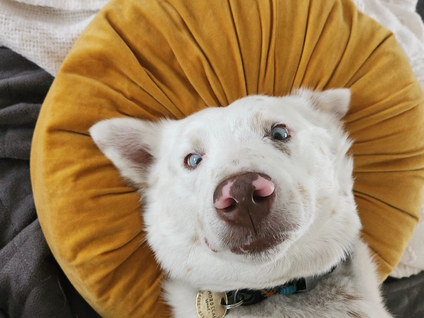 husky on the pillow