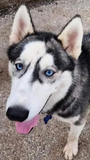 husky on the street