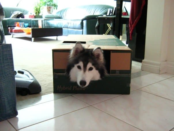 husky peeking from the box