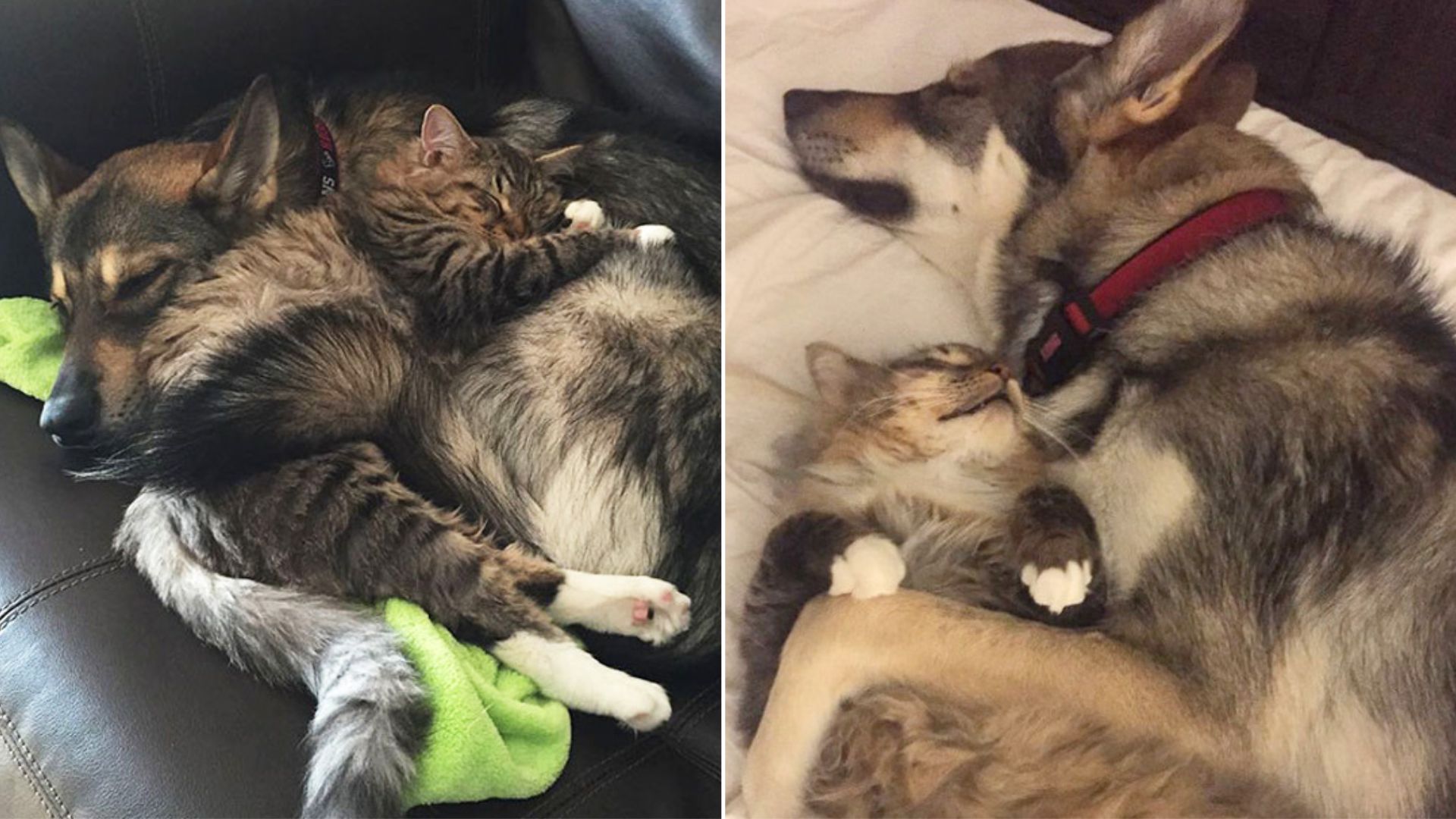 Husky Picks Out Her Own Shelter Kitten, And They Become The Best Buds