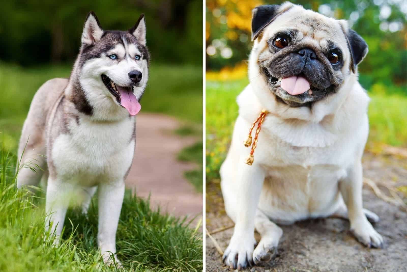 Husky Pug Mix