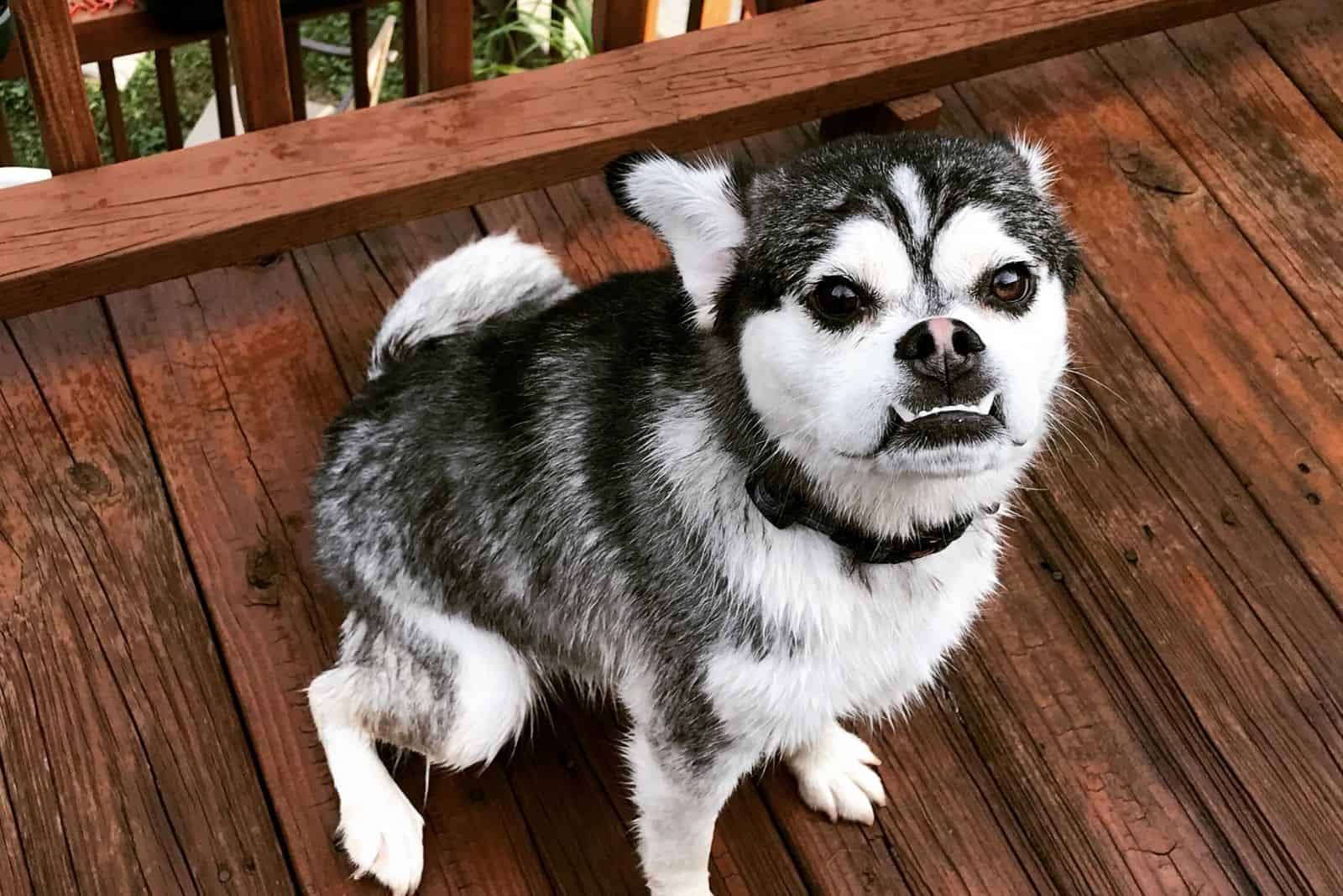 husky pug mix