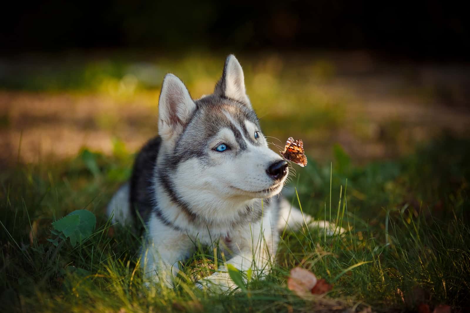 husky puppy playing with butterfly