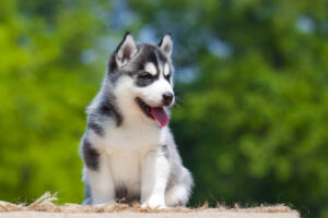 husky puppy sitting outside