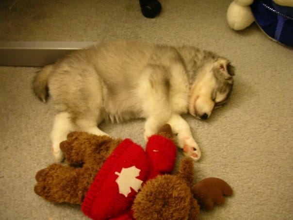 husky puppy sleeping on the floor