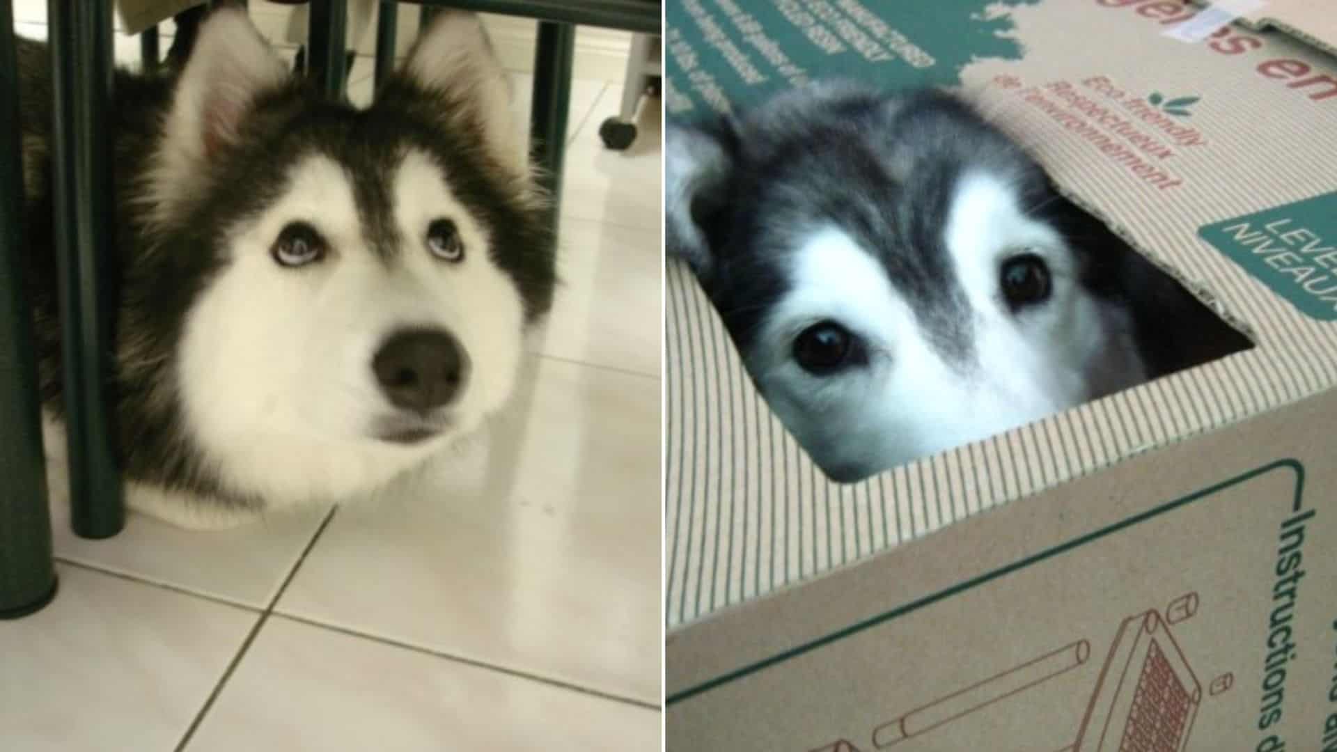 Husky Raised By Cats Can’t Help But To Act Like One 