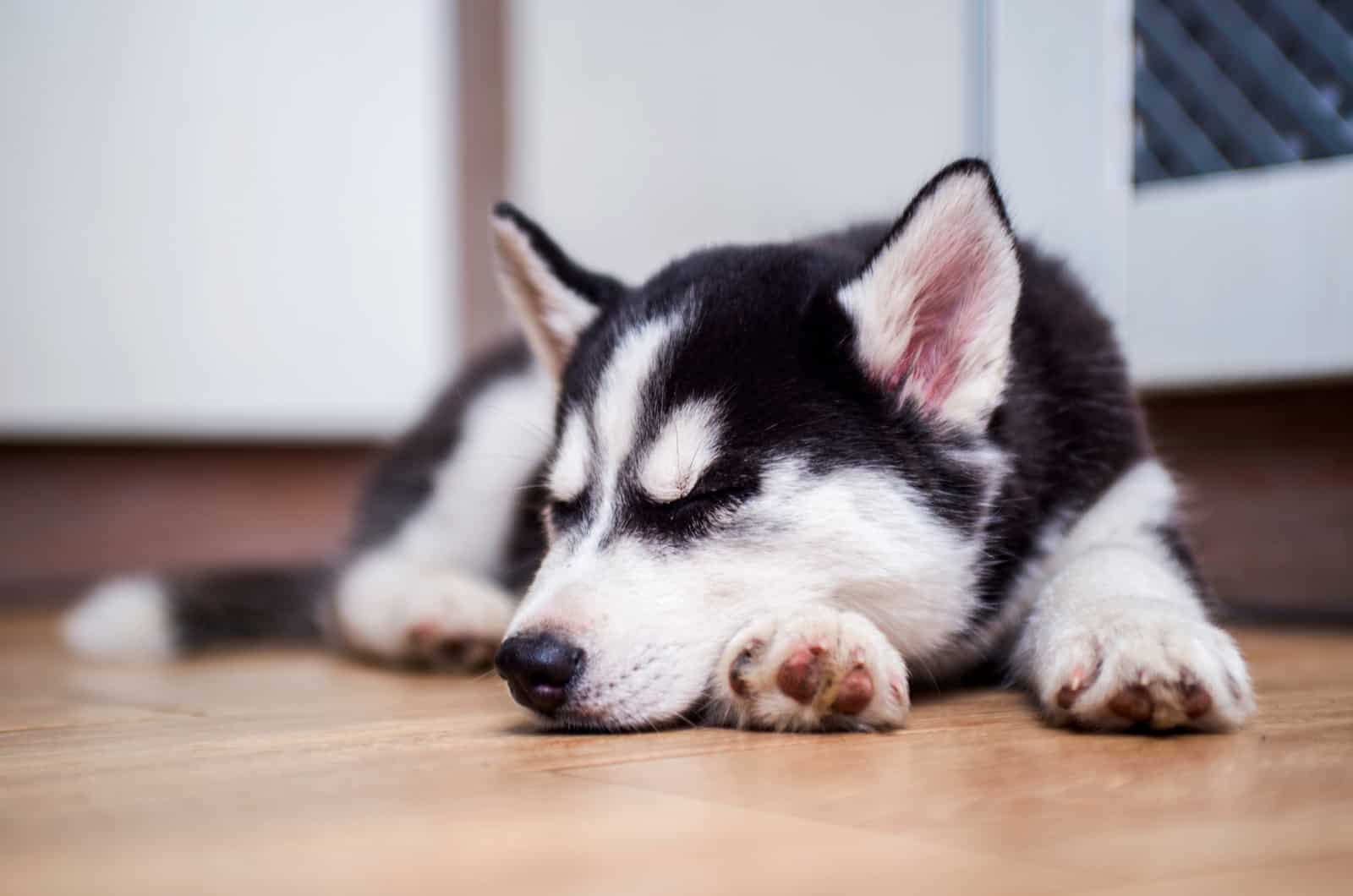 husky sleeping on floor