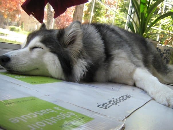 husky sleeping