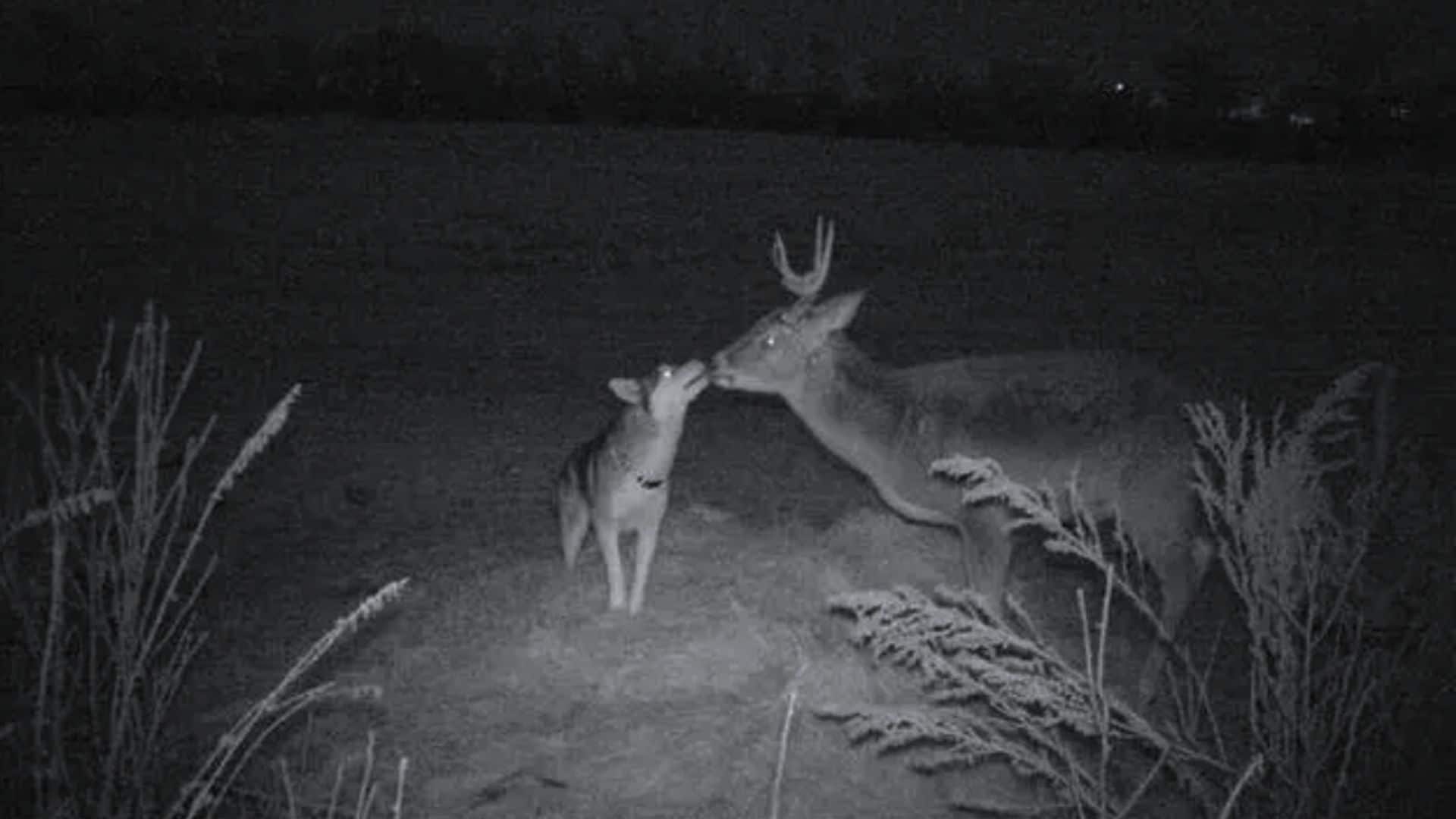 Husky Sneaks Away From Home At Night To Meet His Secret Friend