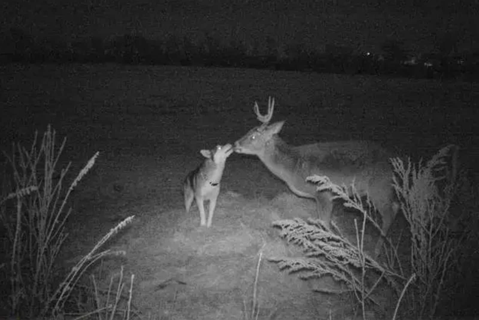 husky sniffing the deer