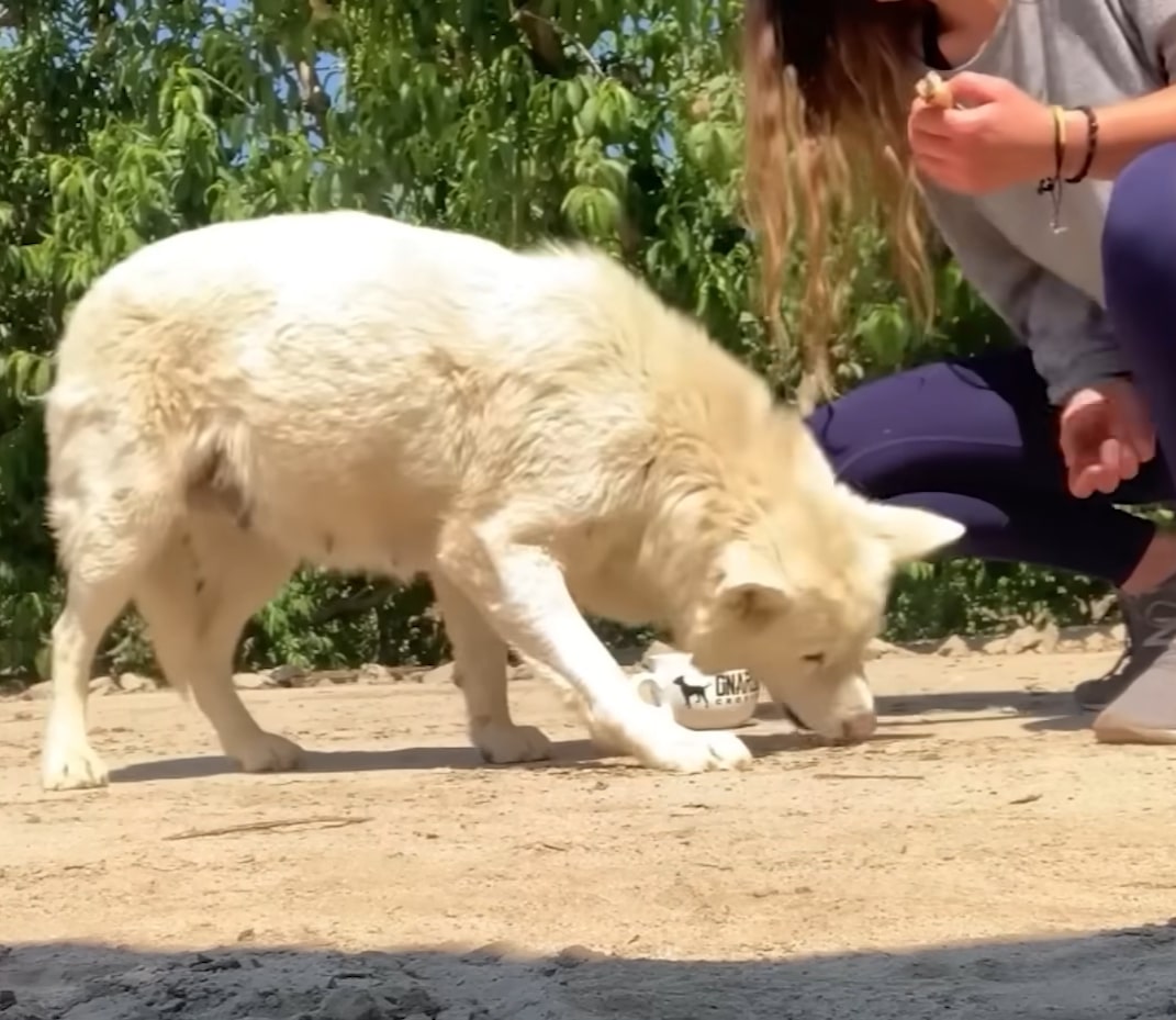 husky sniffing the sand